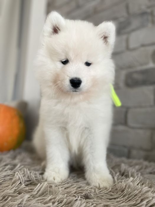 Piesek samoyed, szczenię, Związek Kynologiczny w Polsce