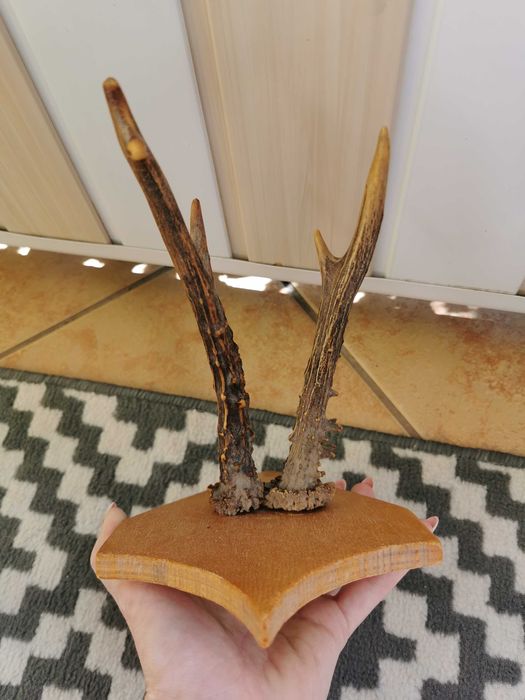 Poroże parostki Kozioł