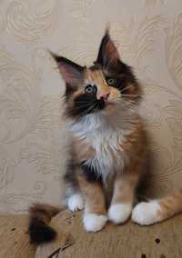 Мейн-куни породисті крупні ласкаві та дуже красиві кошенята