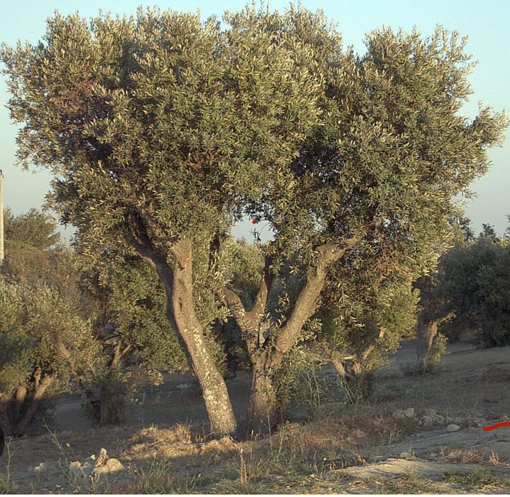 Oliveiras com cem anos,