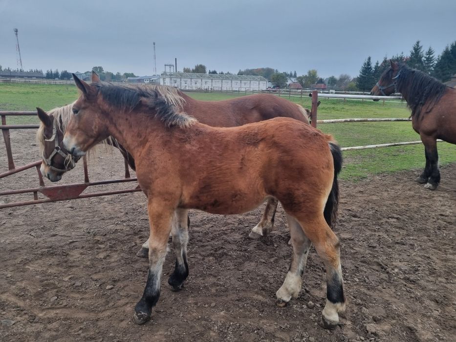 Źrebaki, koń zimnokrwisty,