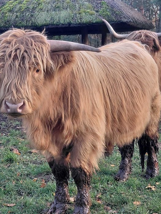 Sprzedam bydło szkockie.
