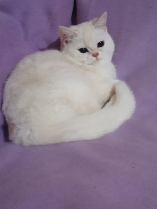 Шатланская кошечка