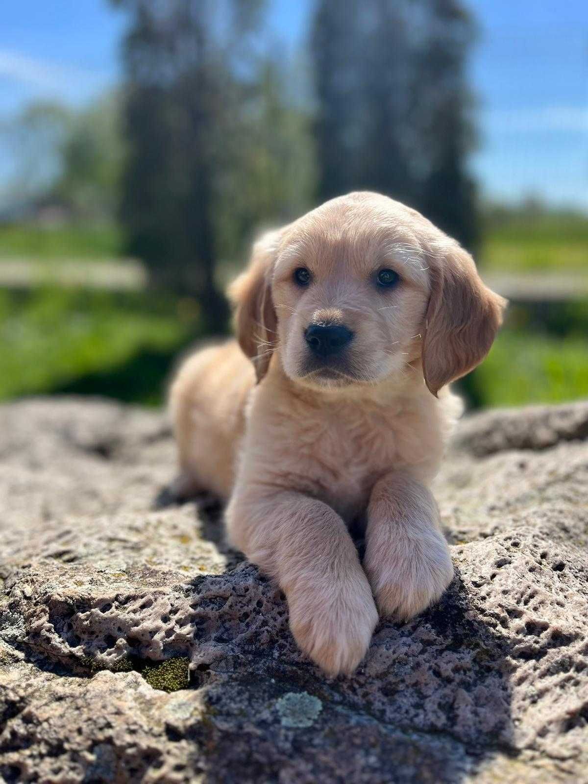 Golden - Golden Retriever- suczka