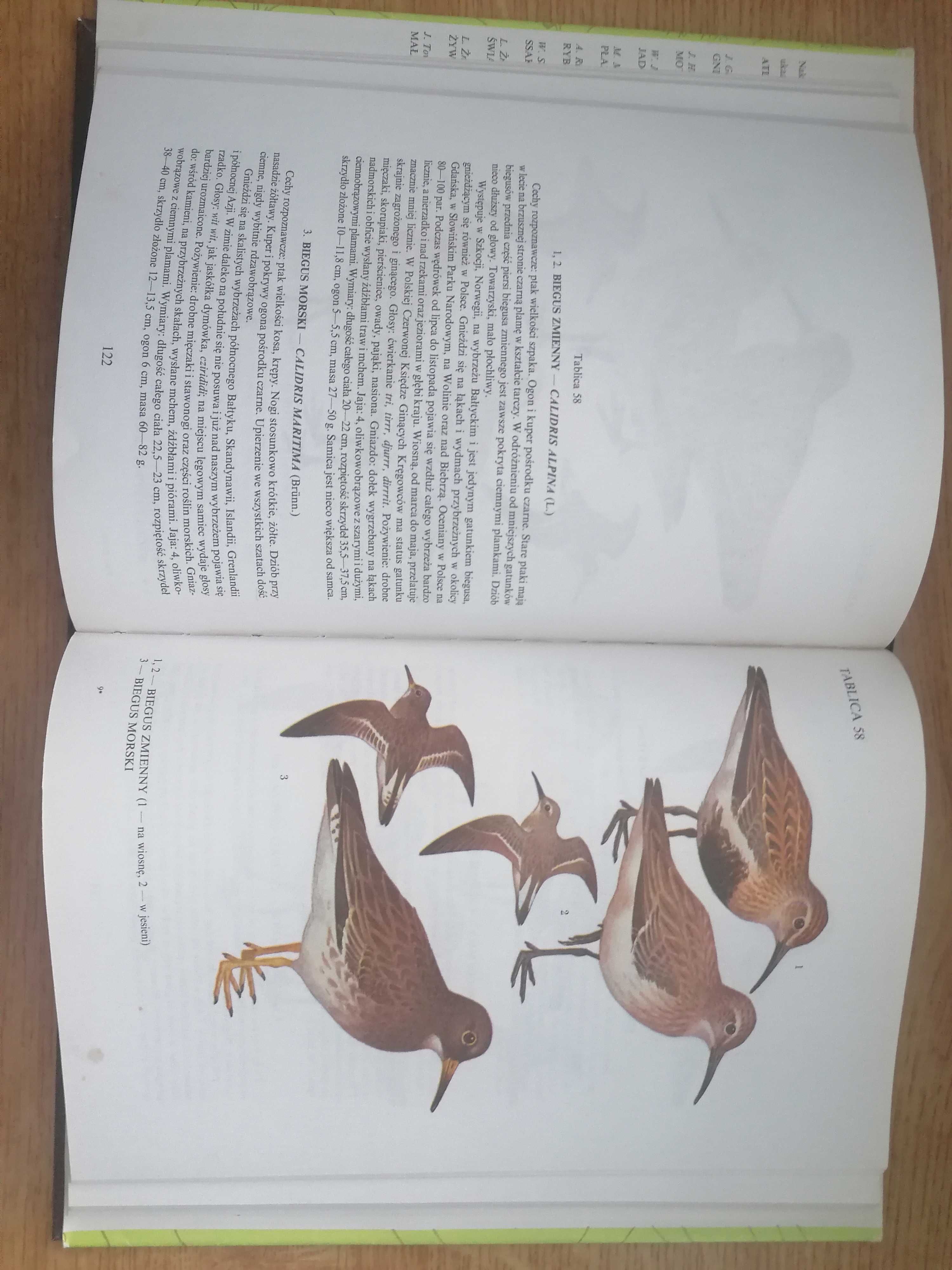 Atlas Ptaki Polski -Jan.Sokołowski.