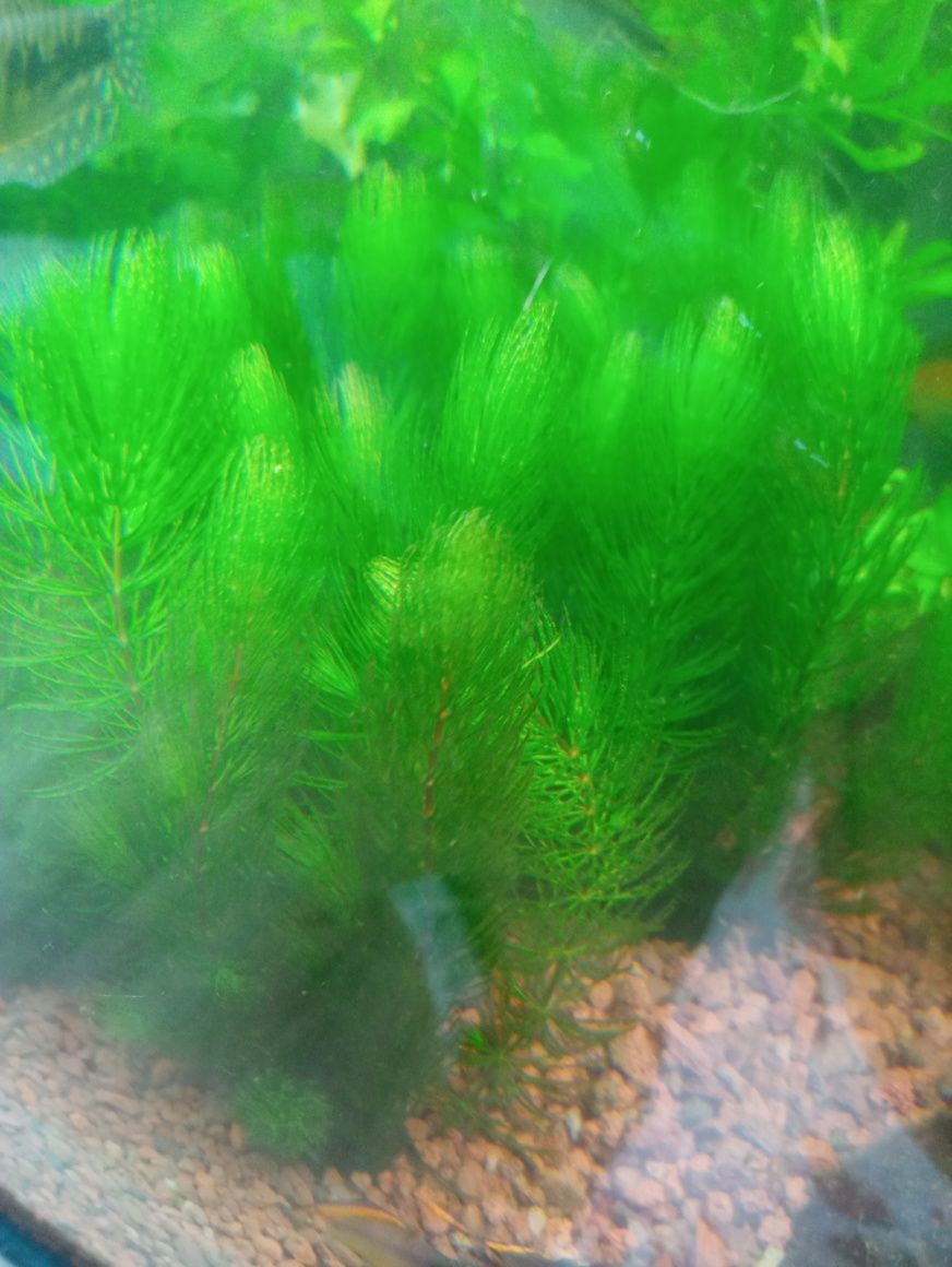 Rogatek- roślinka akwariowa