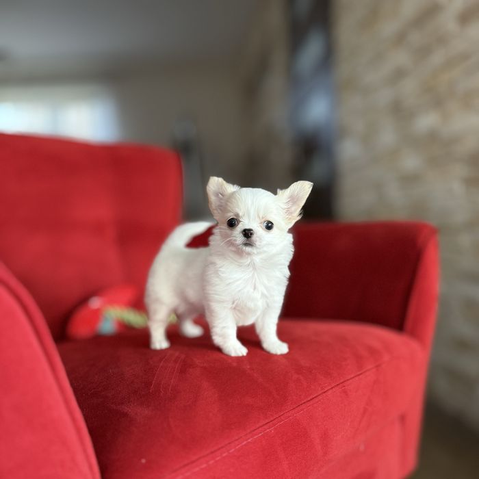 Prześliczna jasna sunia chihuahua długowłosa SARA FCI ZKwP