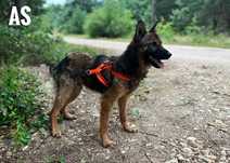 Mini owczarek 1 rok, 15kg, adopcja za darmo oddam
