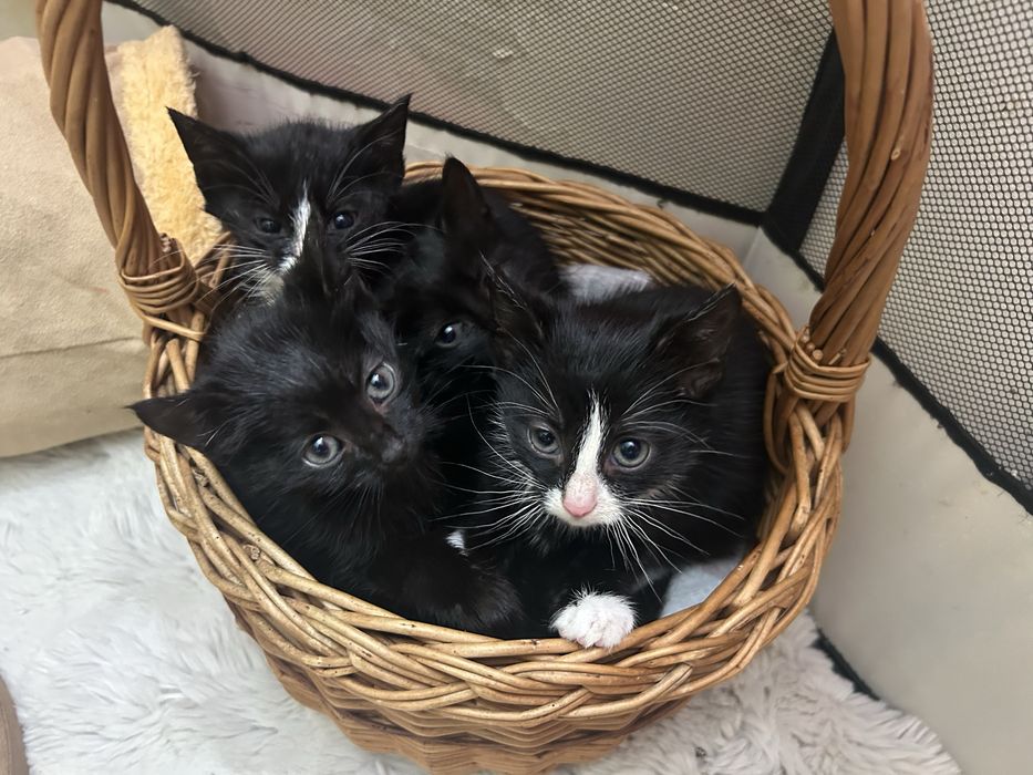 Kociczki 7 tyg szukaja domku