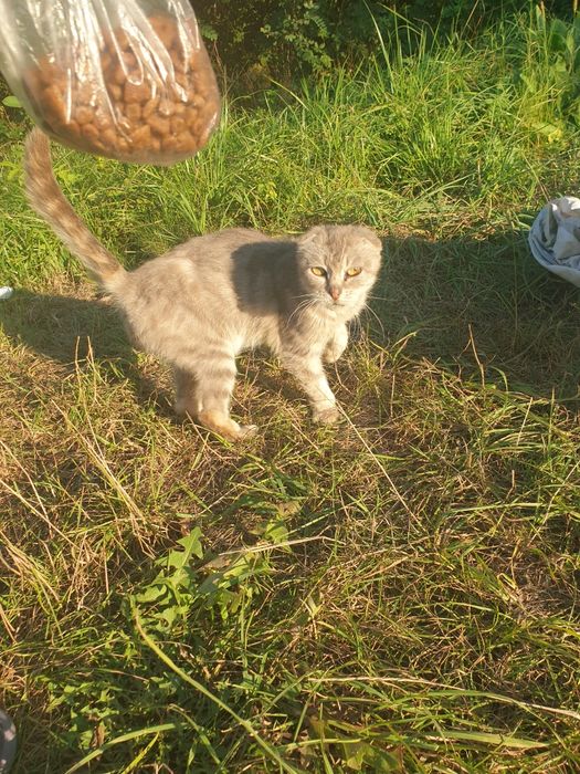 Віддам в добрі руки
