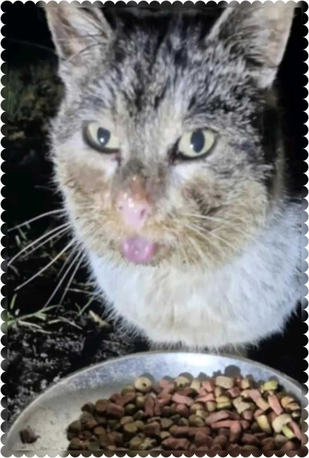 Wykastrowany, spokojny kotek do adopcji