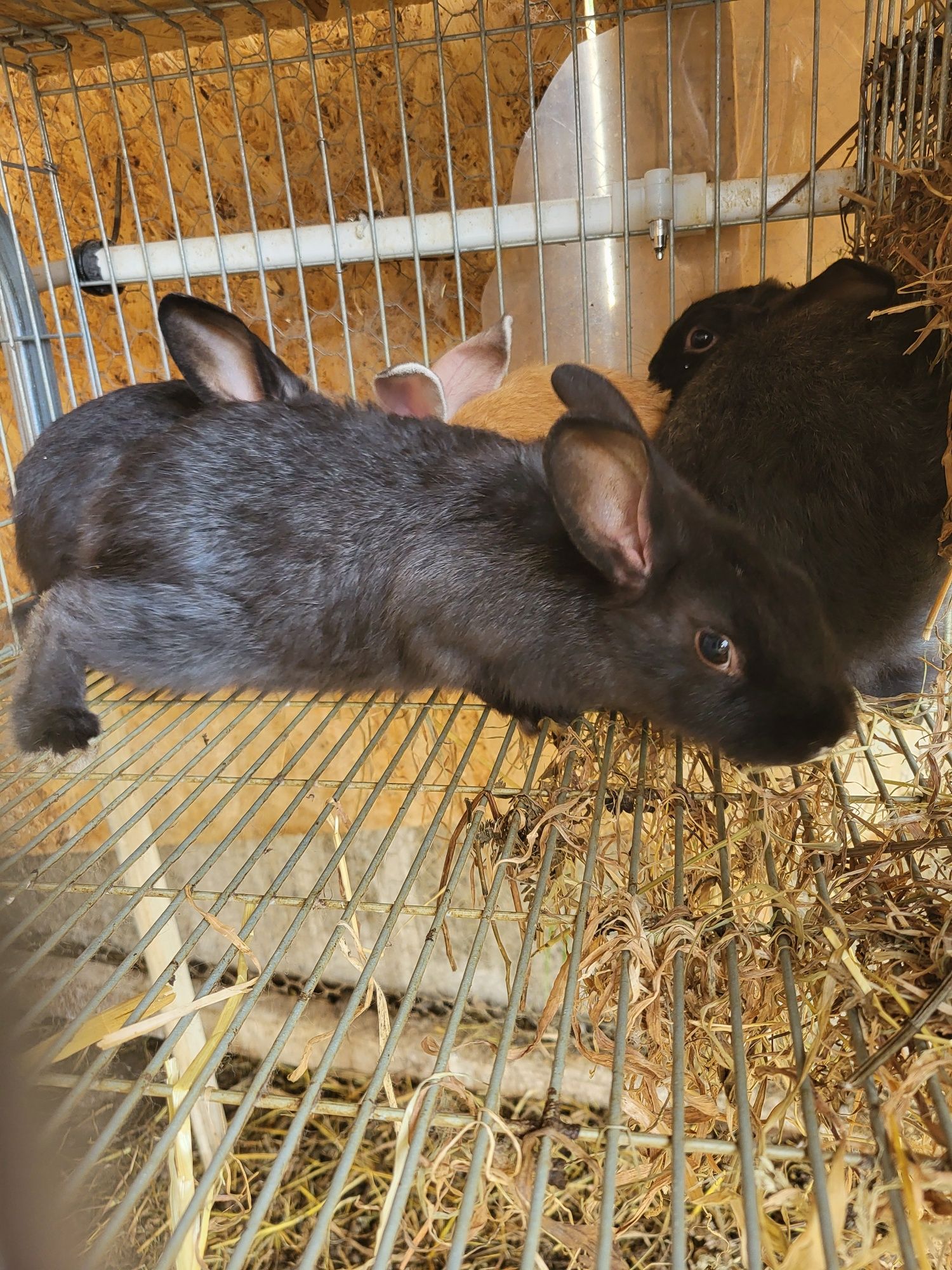 Coelhos para venda