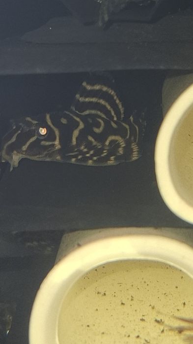 L333 Hypancistrus zbrojnik glonojad 8,5cm