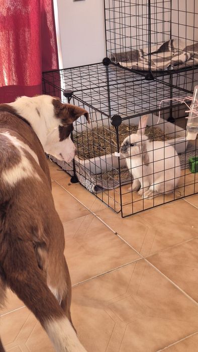 Pet-sitting 24h/7- Castelo Branco