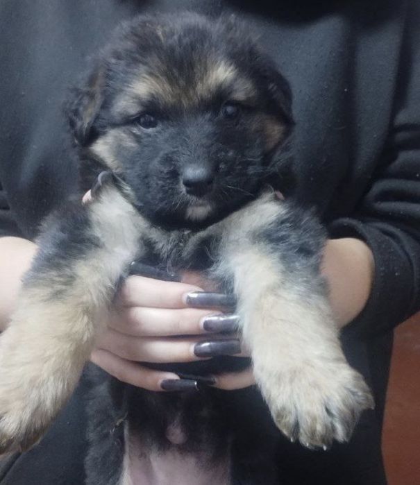 Цуценята щенки хлопчик дівчинка