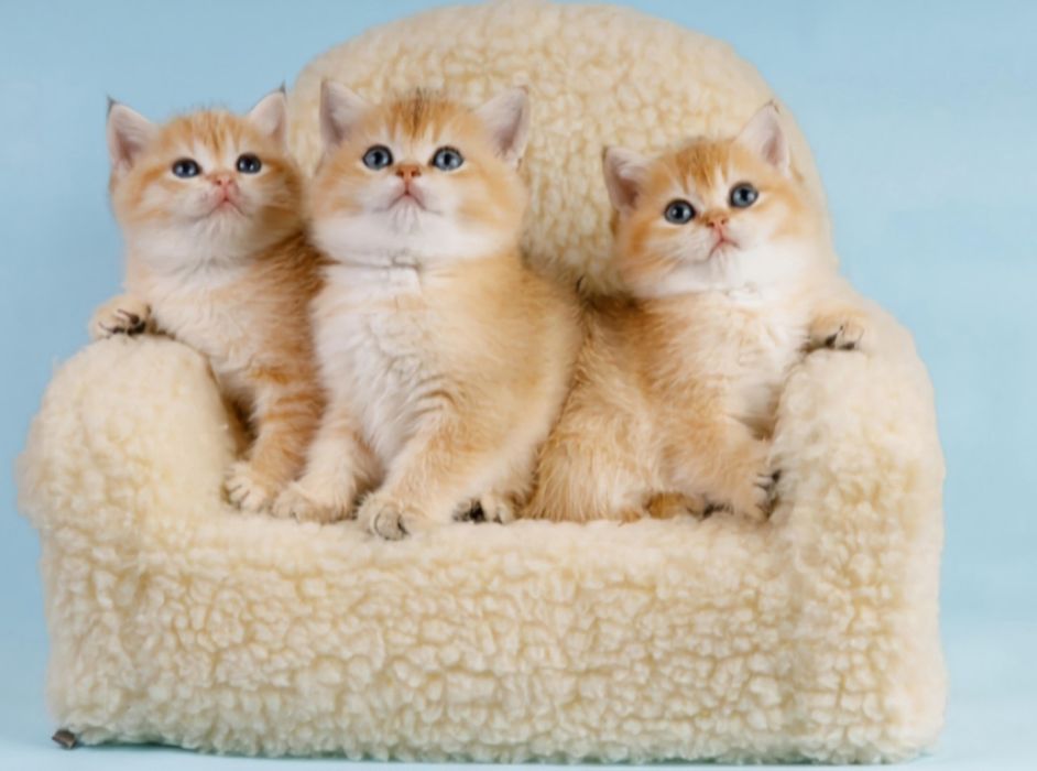 Бесподобные котята золотая шиншилла