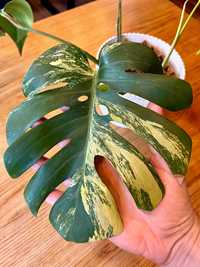 Monstera marmorata