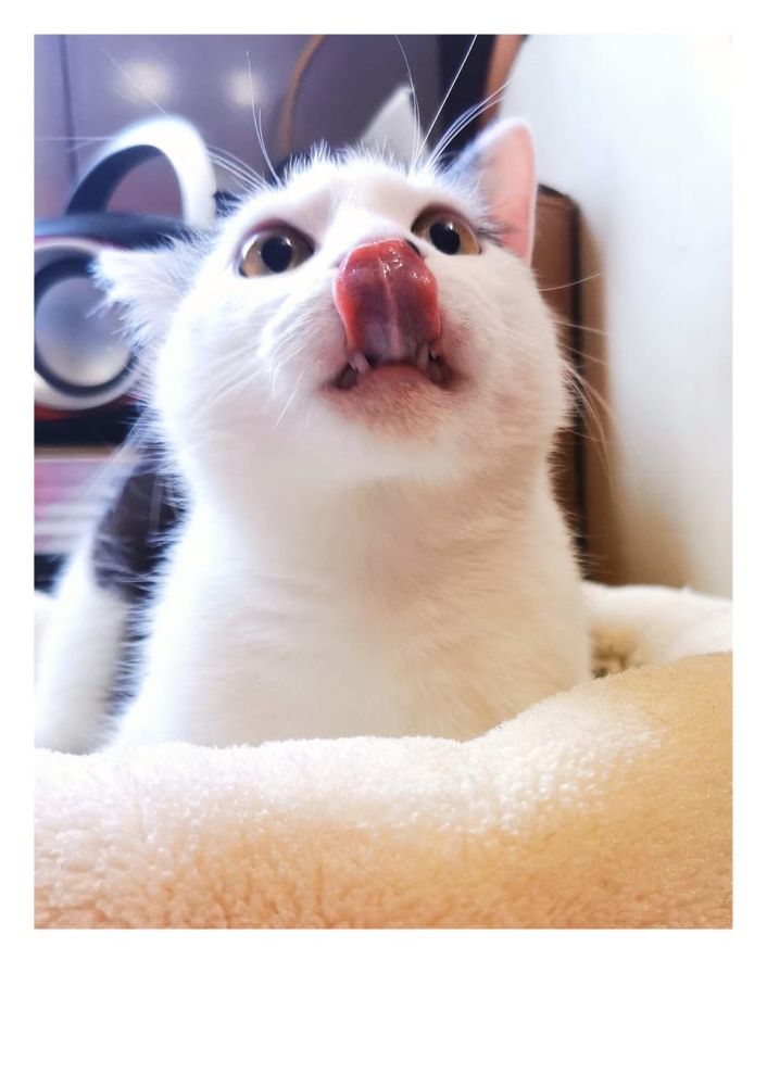 Kot do adopcji - FRANIO