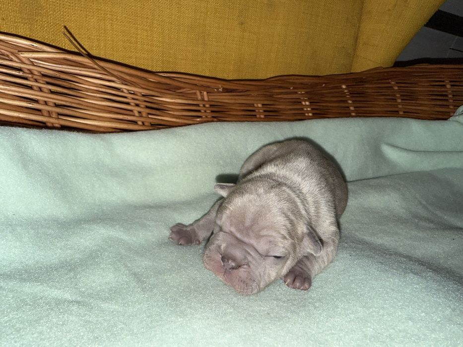 Buldog francuski (dziewczynki )  linia Big-Rope