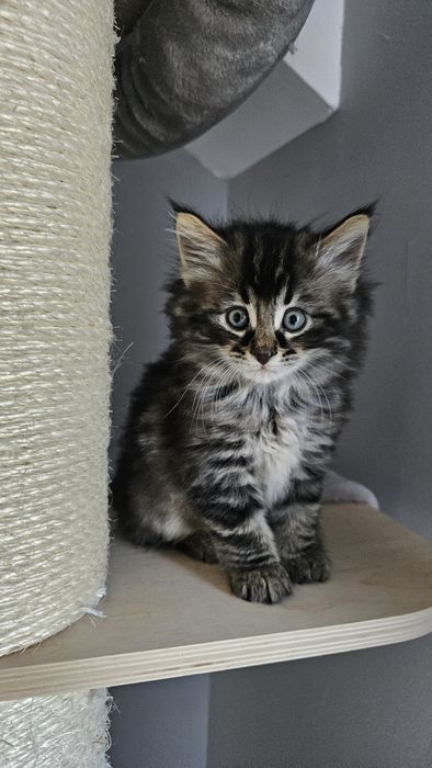 Piękna kotka 5-cio pokoleniowy rodowód FPL Zarezerwowa