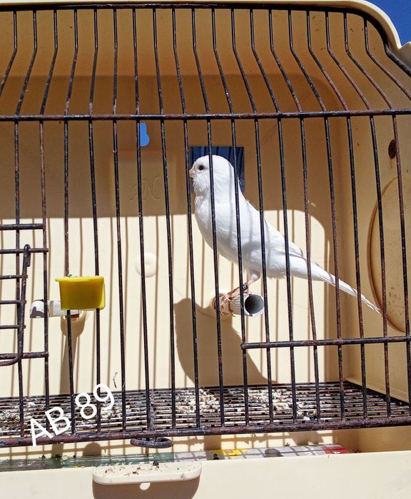 Brancos Recessivo disponíveis