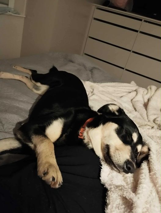 Sparta świętokrzyski kundelek do adopcji