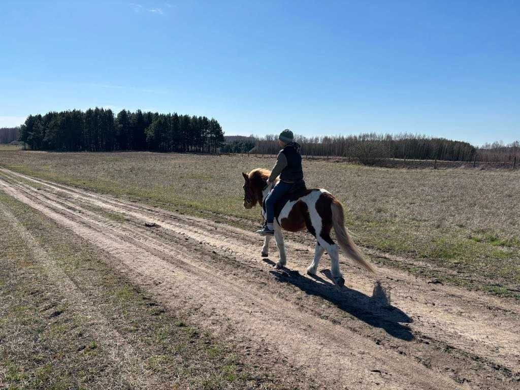Sprzedam zajeżdżonego kuca ogiera