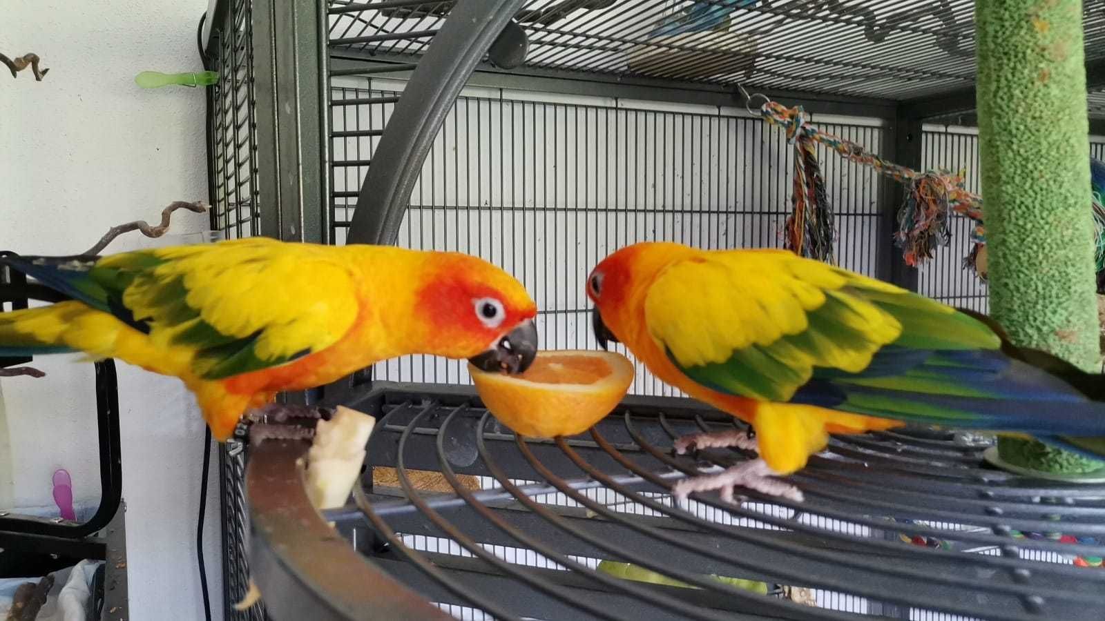 Красивейши птенцы попугая Аратинга солнечные и яйндая