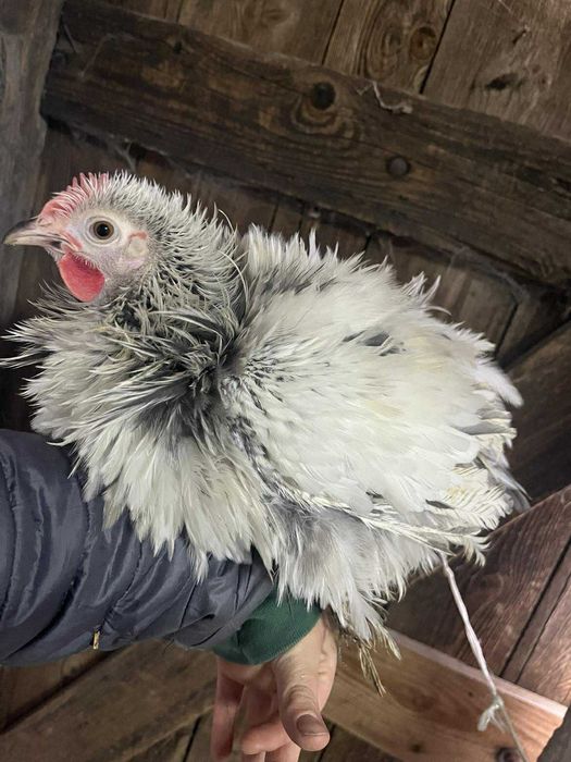 Koguty kochin miniaturowe lokowane