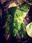 Philodendron Strawberry Shake Variegata Pink roślina kwiat monstera