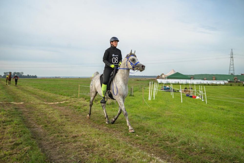 Ogier arabski, rajdy, rekreacja, hodowla