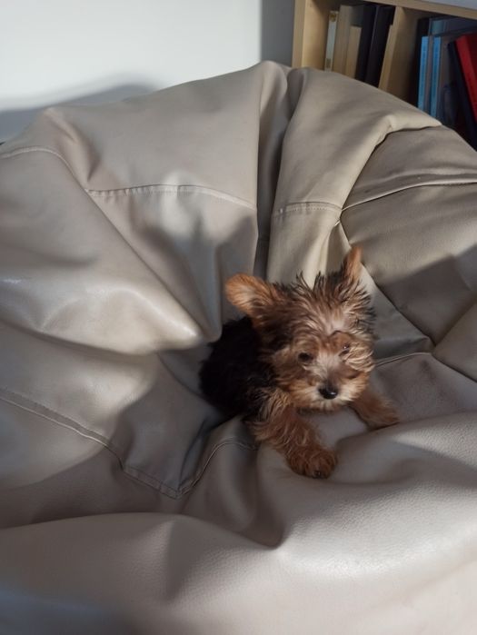 Lindo menino Yorkshire