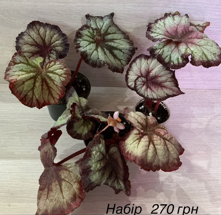 Бегоніі наборами