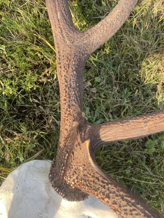 Trofeum wieniec jelenia 16-stak nieregularny poroże jeleń rogi nr 41