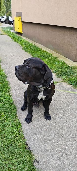 Oddam psa Cane Corso