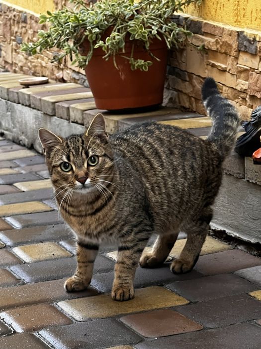 Котик (хлопчик )