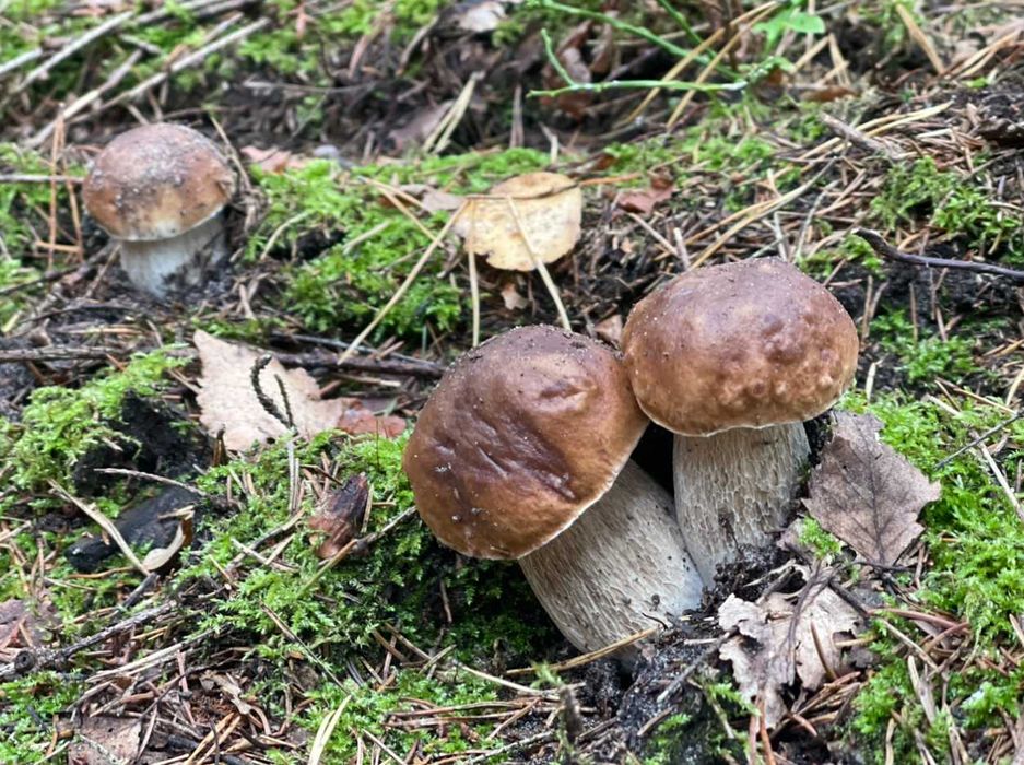 Domek na Warmii i Mazurach z sauną i banią, okolice jeziora Dadaj