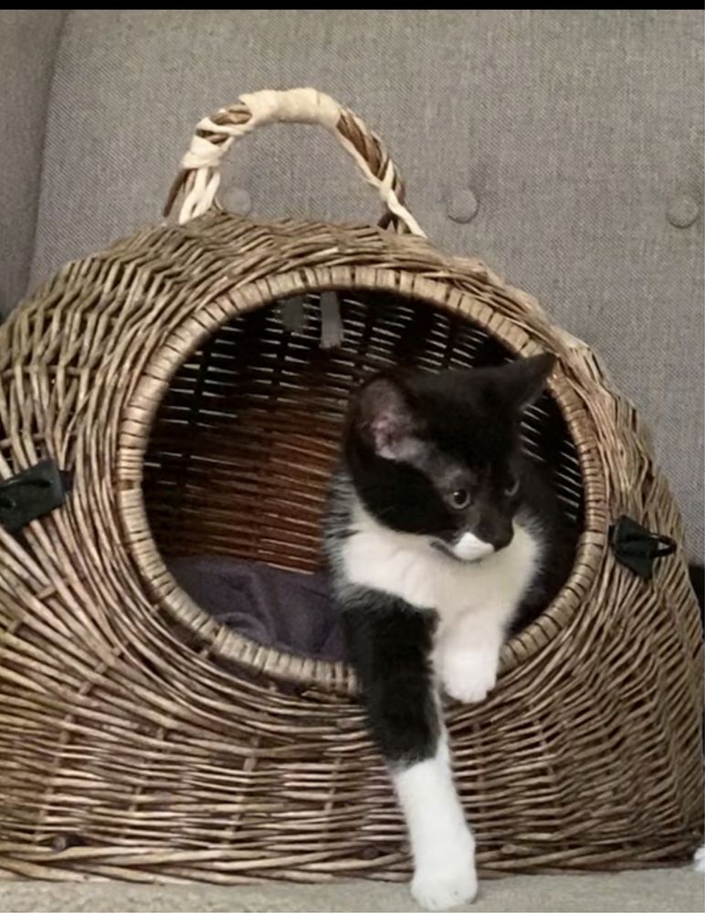 Kotek do adopcji - Omlet -