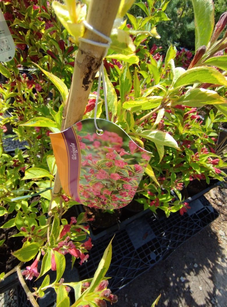 Krzewuszka, wysokość ok. 70 cm odmiana różowa i żółta
