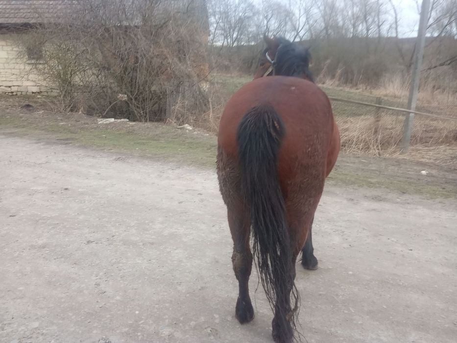 Продається кобила!