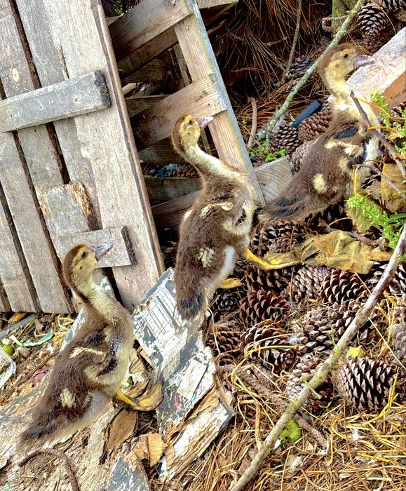 Patos disponiveis para entrega imediata