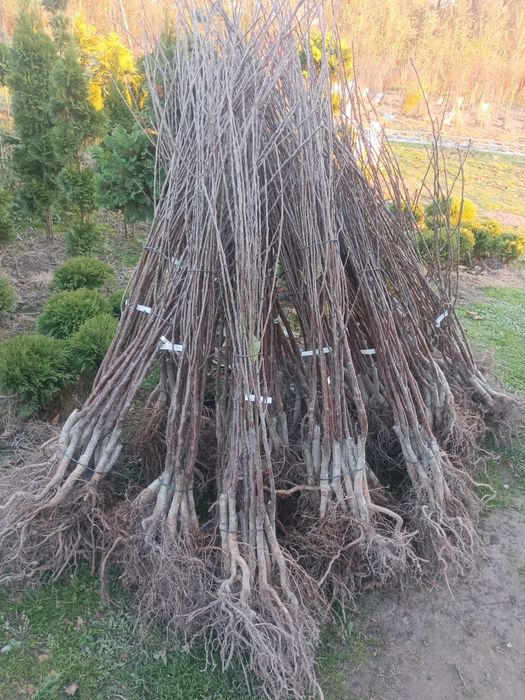 Wiśnia Łutówka zapraszam