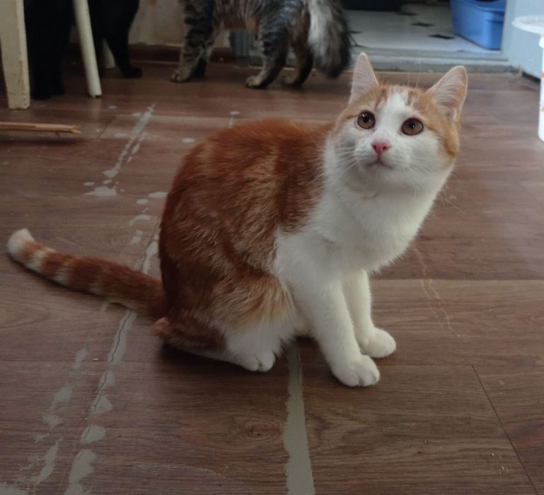 Бело-рыжий котёнок мальчик ищет дом! Котята в хорошие руки!
