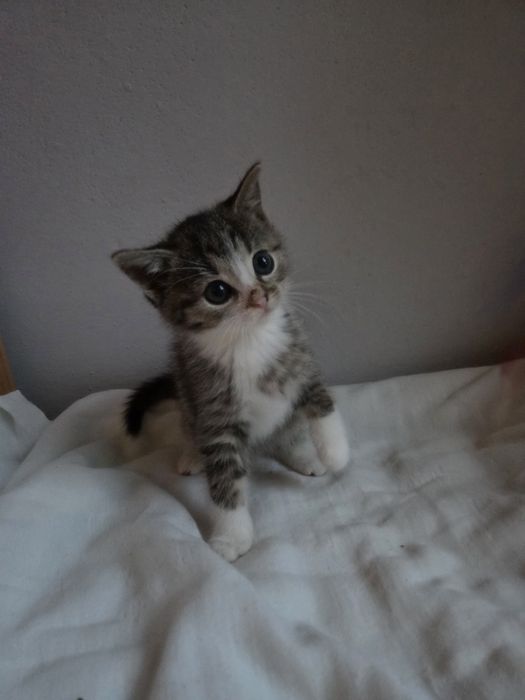 Kocięta do adopcji