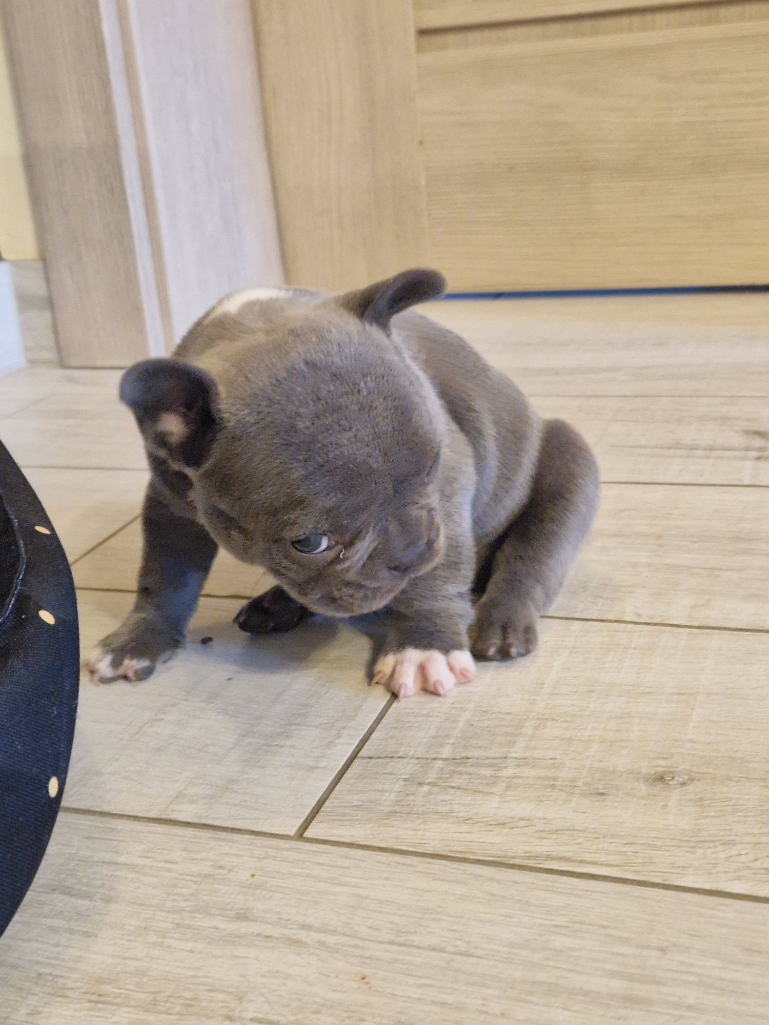 Buldog Francuski Pies Blue