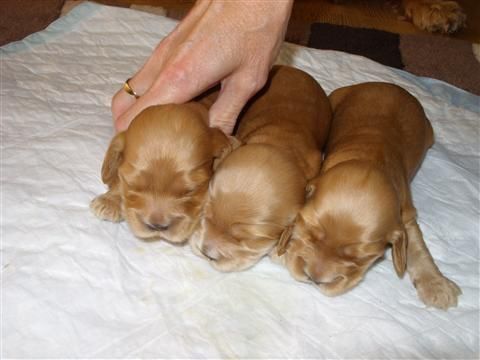 Руді кокер-спаніелі — дівчатка, які наповнять ваш дім радістю.