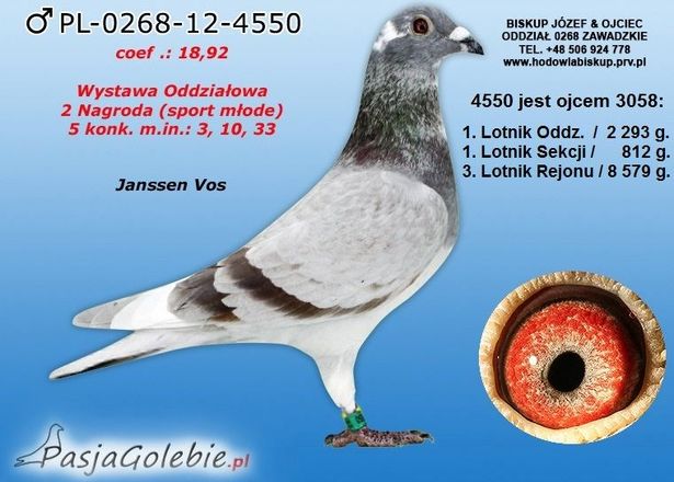 Gołębie pocztowe Janssen Van Loon Aarden Koopman Drapa