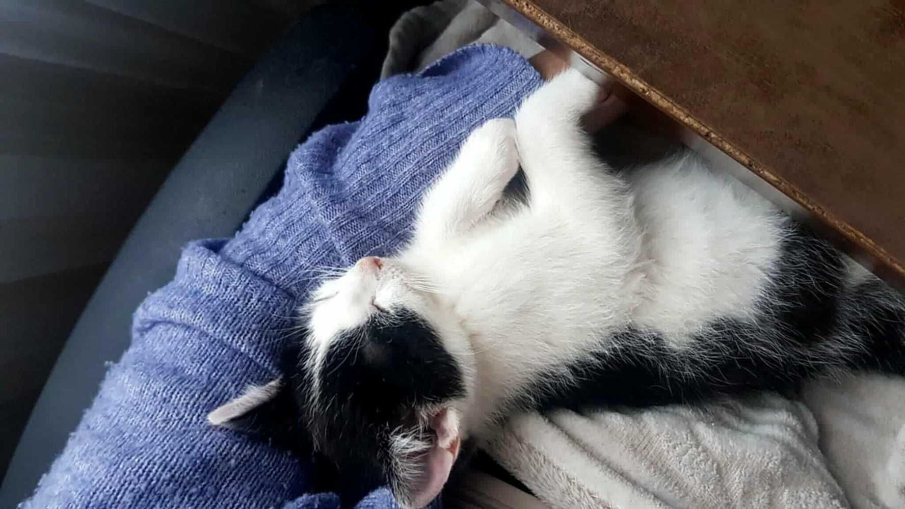 Biało-czarny słodziak,mały kotek, przytulak,kocurek do adopcji