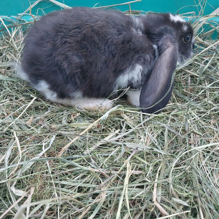 Młoda samica barana francuskiego