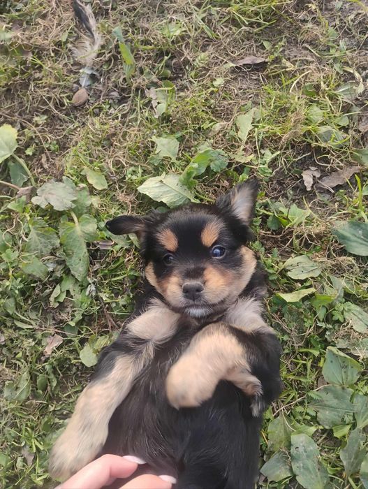 Oddam pieski za darmo